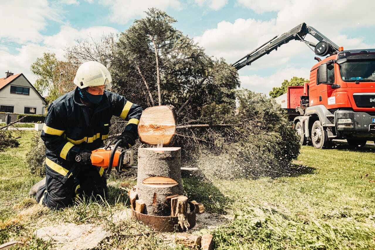 Best Tree Removal Contractors  in USA